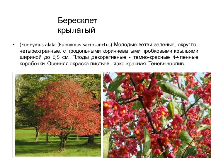 (Euonymus alata (Euonymus sacrosanctus) Молодые ветви зеленые, округло-четырехгранные, с продольными