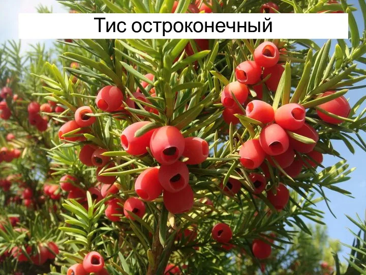 Тис остроконечный