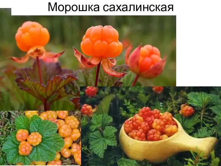 Морошка сахалинская