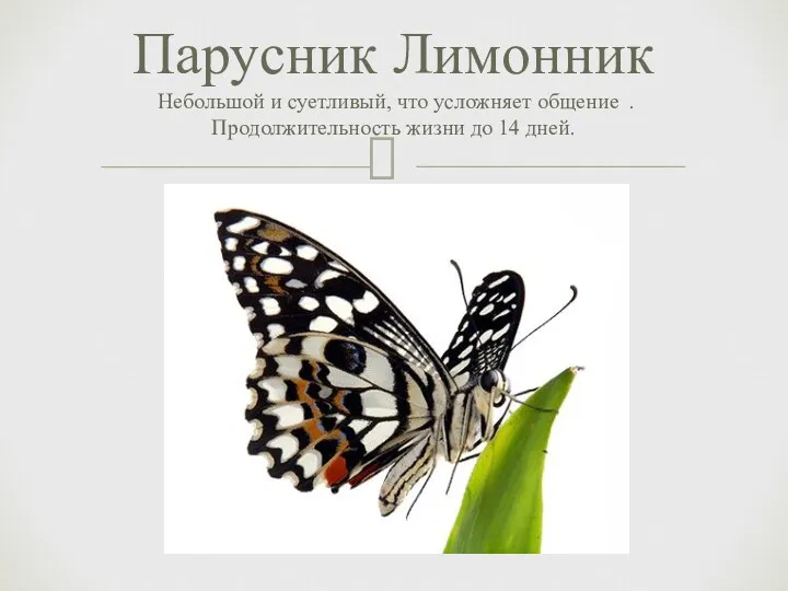 Парусник Лимонник Небольшой и суетливый, что усложняет общение . Продолжительность жизни до 14 дней.