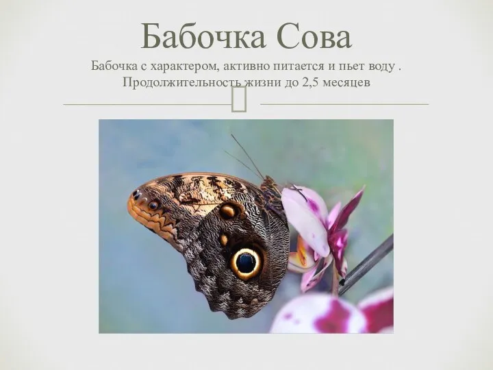 Бабочка Сова Бабочка с характером, активно питается и пьет воду . Продолжительность жизни до 2,5 месяцев