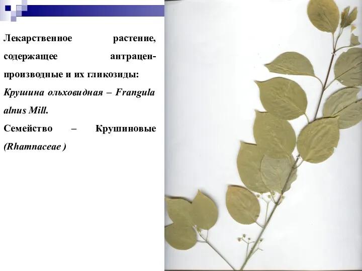 Лекарственное растение, содержащее антрацен-производные и их гликозиды: Крушина ольховидная –