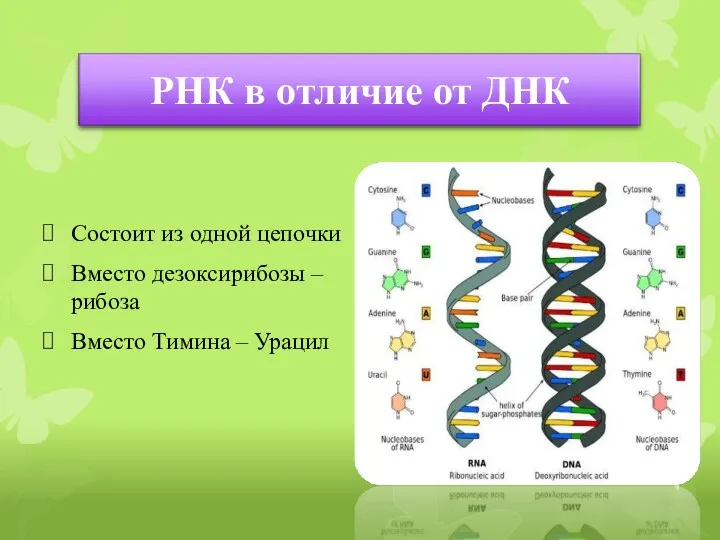 Состоит из одной цепочки Вместо дезоксирибозы – рибоза Вместо Тимина – Урацил