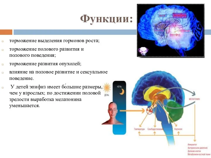 Функции: торможение выделения гормонов роста; торможение полового развития и полового