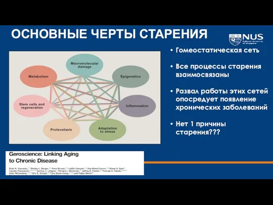 ОСНОВНЫЕ ЧЕРТЫ СТАРЕНИЯ Гомеостатическая сеть Все процессы старения взаимосвязаны Развал