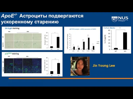 ApoE-/- Астроциты подвергаются ускоренному старению Jin Young Lee Culture Media
