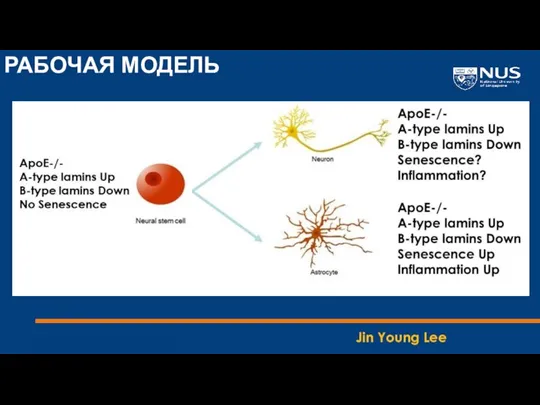 РАБОЧАЯ МОДЕЛЬ Jin Young Lee