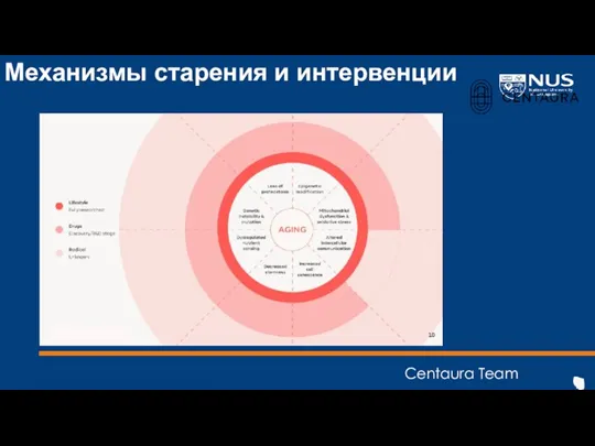 Механизмы старения и интервенции Centaura Team