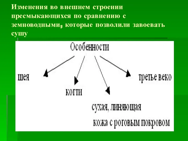 Изменения во внешнем строении пресмыкающихся по сравнению с земноводными, которые позволили завоевать сушу