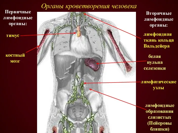 Первичные лимфоидные органы: Вторичные лимфоидные органы: тимус костный мозг лимфоидная