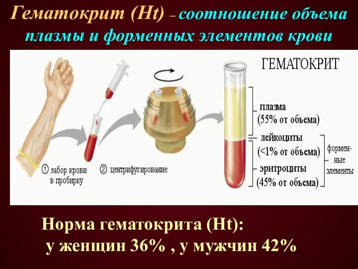 Гематокрит (Ht) – соотношение объема плазмы и форменных элементов крови