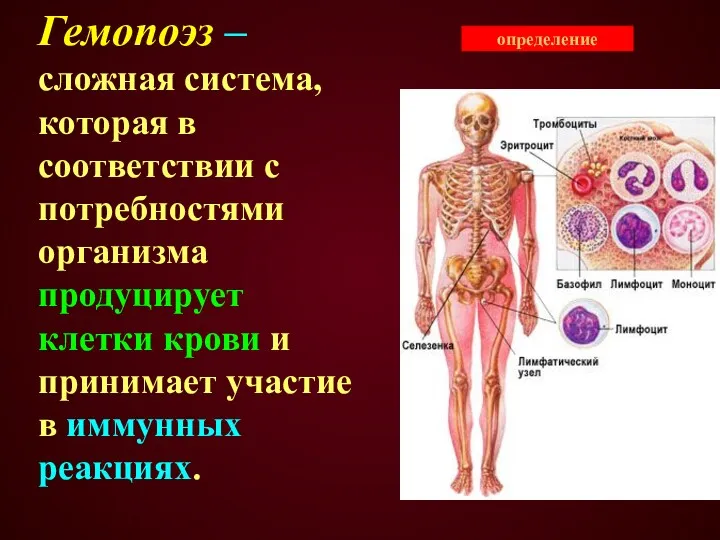 определение Гемопоэз – сложная система, которая в соответствии с потребностями