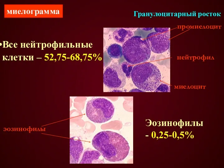 Гранулоцитарный росток промиелоцит миелоцит нейтрофил эозинофилы Все нейтрофильные клетки – 52,75-68,75% Эозинофилы - 0,25-0,5% миелограмма