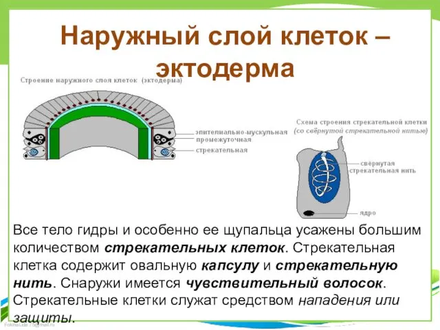 Наружный слой клеток – эктодерма Все тело гидры и особенно