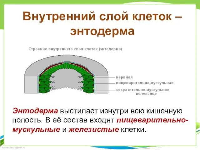 Внутренний слой клеток – энтодерма Энтодерма выстилает изнутри всю кишечную