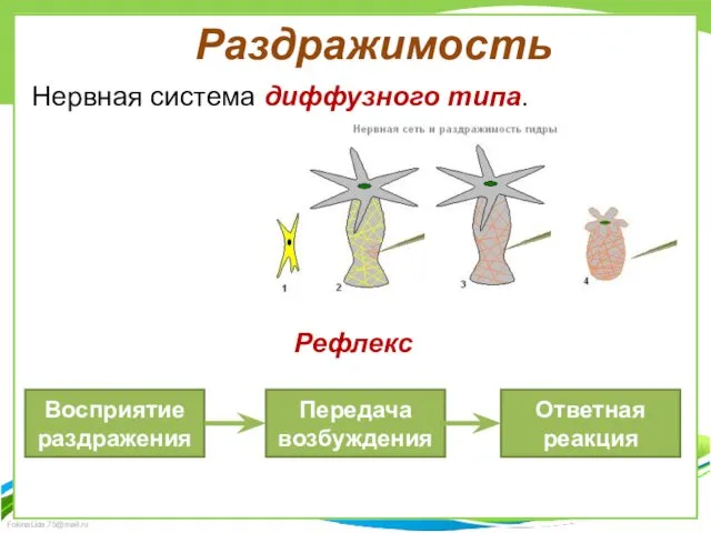 Раздражимость Нервная система диффузного типа. Рефлекс