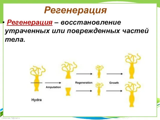 Регенерация Регенерация – восстановление утраченных или поврежденных частей тела.