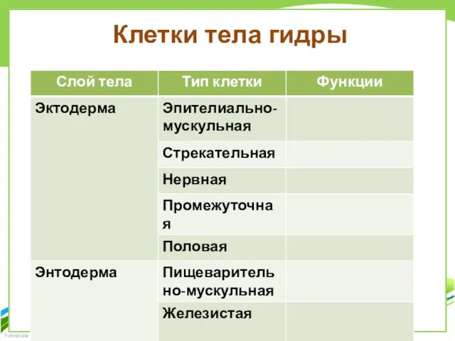 Клетки тела гидры