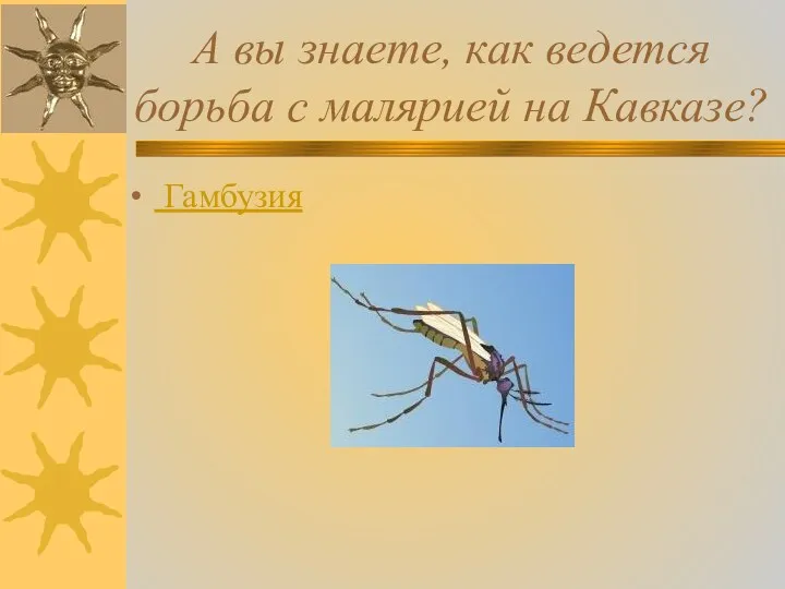 А вы знаете, как ведется борьба с малярией на Кавказе? Гамбузия