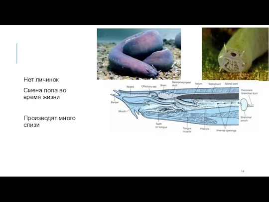 Нет личинок Смена пола во время жизни Производят много слизи