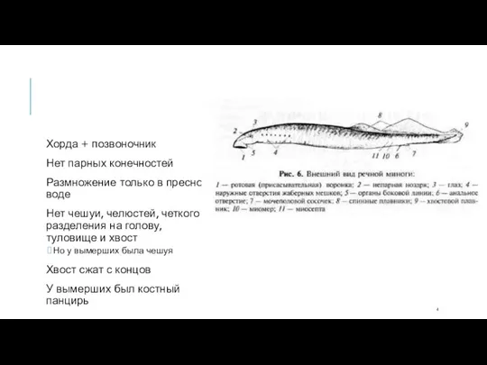 Хорда + позвоночник Нет парных конечностей Размножение только в пресной