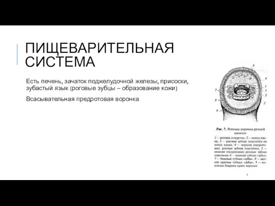 ПИЩЕВАРИТЕЛЬНАЯ СИСТЕМА Есть печень, зачаток поджелудочной железы, присоски, зубастый язык