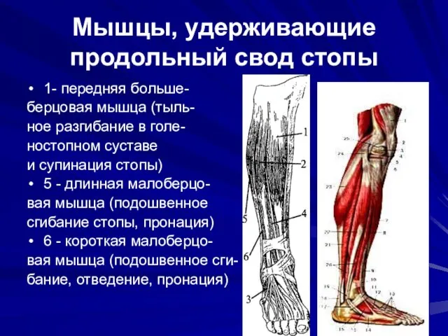 Мышцы, удерживающие продольный свод стопы 1- передняя больше- берцовая мышца (тыль- ное разгибание