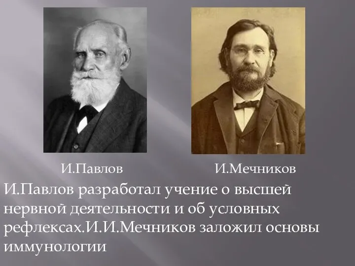 И.Павлов И.Мечников И.Павлов разработал учение о высшей нервной деятельности и об условных рефлексах.И.И.Мечников заложил основы иммунологии