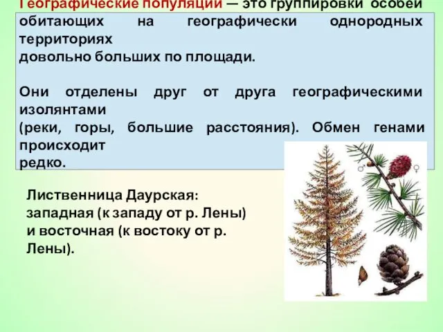 Географические популяции — это группировки особей обитающих на географически однородных