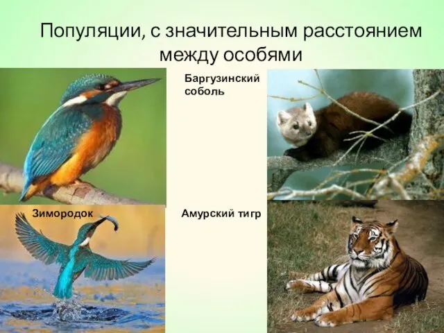 Популяции, с значительным расстоянием между особями Зимородок Баргузинский соболь Амурский тигр