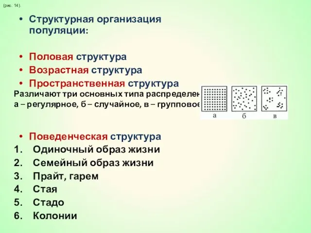 Структурная организация популяции: Половая структура Возрастная структура Пространственная структура Поведенческая