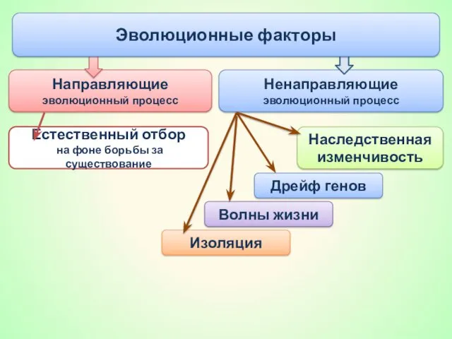 Ненаправляющие эволюционный процесс Направляющие эволюционный процесс Эволюционные факторы Естественный отбор