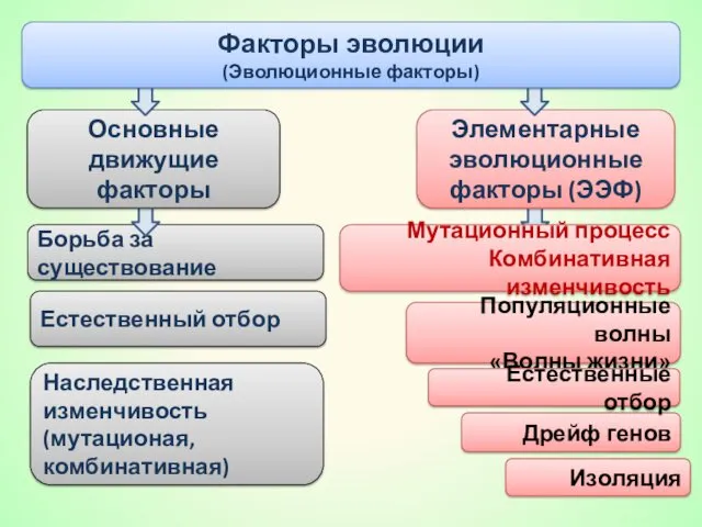 Борьба за существование Основные движущие факторы Элементарные эволюционные факторы (ЭЭФ)