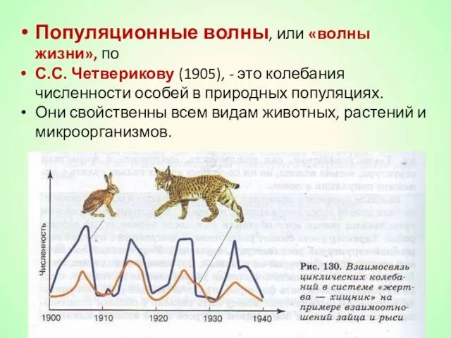 Популяционные волны, или «волны жизни», по С.С. Четверикову (1905), -