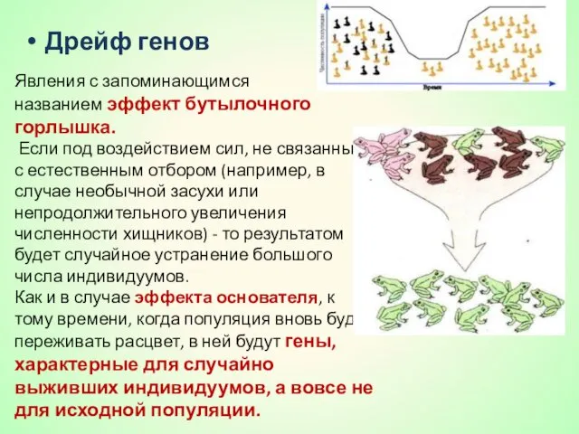 Дрейф генов Явления с запоминающимся названием эффект бутылочного горлышка. Если