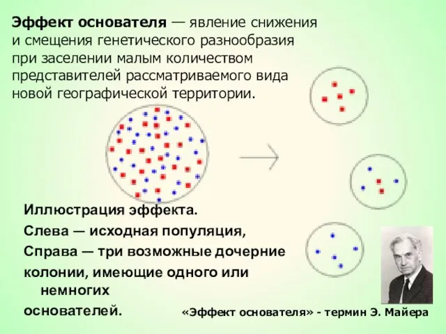 Иллюстрация эффекта. Слева — исходная популяция, Справа — три возможные