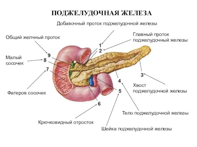 ПОДЖЕЛУДОЧНАЯ ЖЕЛЕЗА Добавочный проток поджелудочной железы Главный проток поджелудочный железы Хвост поджелудочной железы