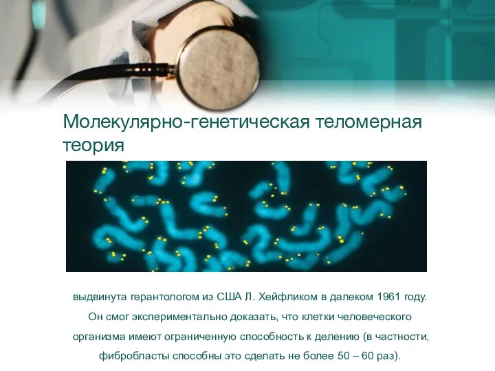 Молекулярно-генетическая теломерная теория выдвинута герантологом из США Л. Хейфликом в