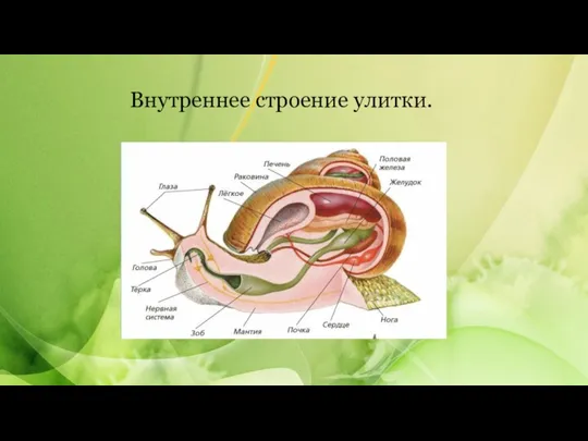 Внутреннее строение улитки.