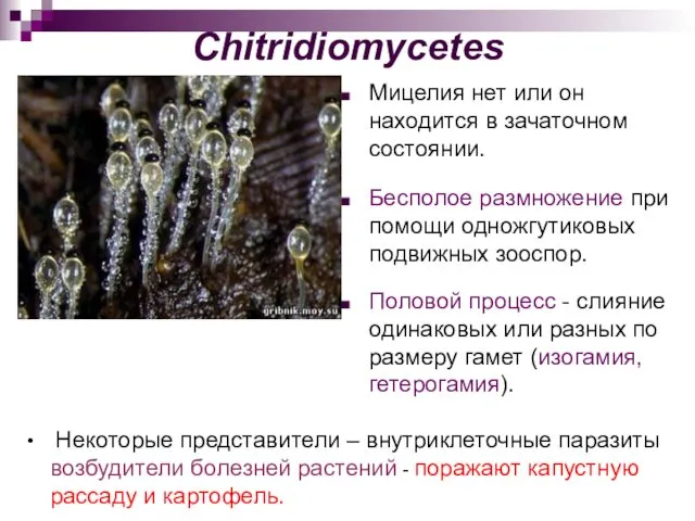 Chitridiomycetes Мицелия нет или он находится в зачаточном состоянии. Бесполое