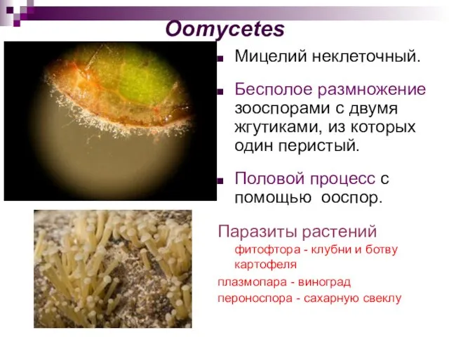 Oomycetes Мицелий неклеточный. Бесполое размножение зооспорами с двумя жгутиками, из