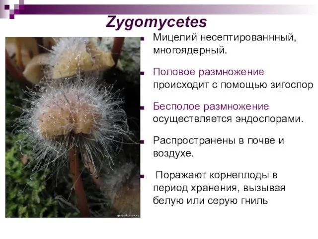 Zygomycetes Мицелий несептированнный, многоядерный. Половое размножение происходит с помощью зигоспор