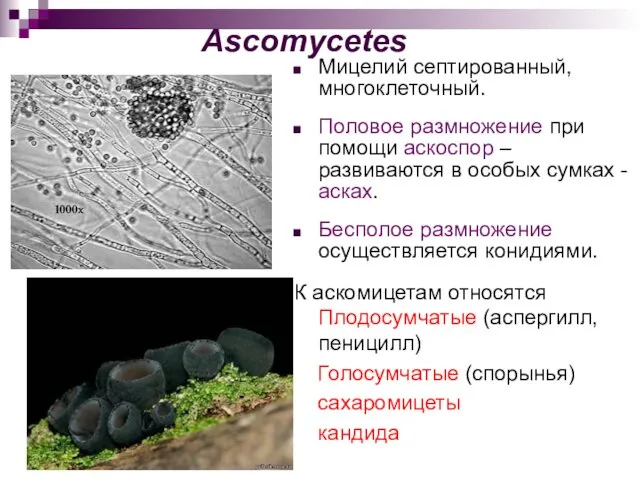 Ascomycetes Мицелий септированный, многоклеточный. Половое размножение при помощи аскоспор –