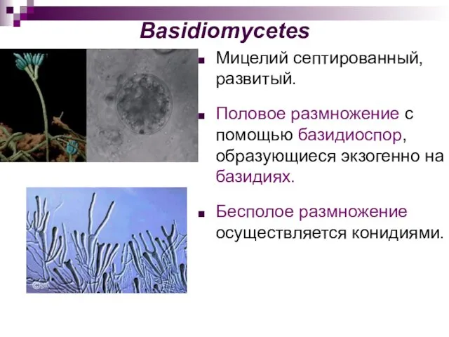 Basidiomycetes Мицелий септированный, развитый. Половое размножение с помощью базидиоспор, образующиеся