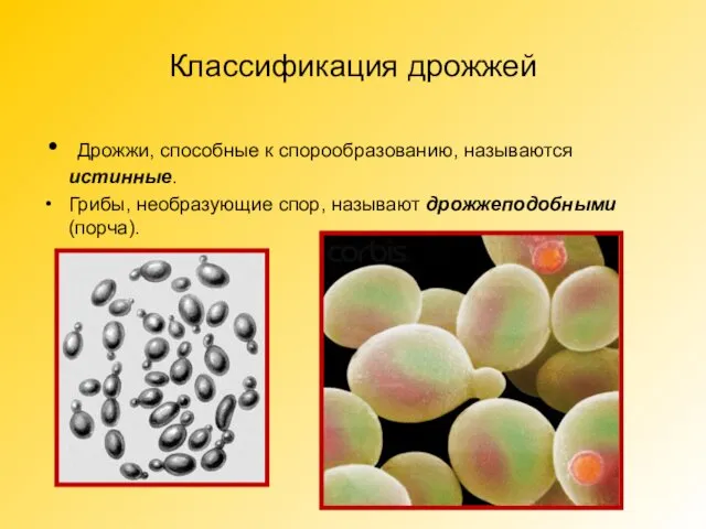 Классификация дрожжей Дрожжи, способные к спорообразованию, называются истинные. Грибы, необразующие спор, называют дрожжеподобными (порча).