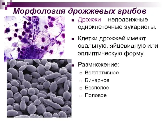 Морфология дрожжевых грибов Дрожжи – неподвижные одноклеточные эукариоты. Клетки дрожжей