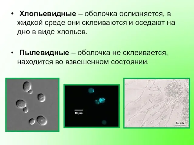 Хлопьевидные – оболочка ослизняется, в жидкой среде они склеиваются и