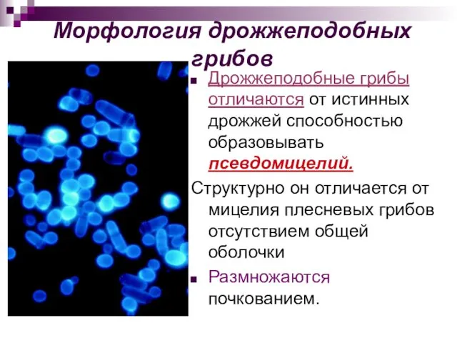 Морфология дрожжеподобных грибов Дрожжеподобные грибы отличаются от истинных дрожжей способностью