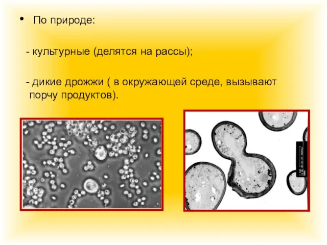 По природе: - культурные (делятся на рассы); - дикие дрожжи