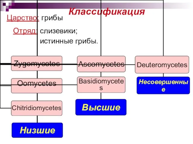 Классификация Царство: грибы Отряд: слизевики; истинные грибы. Класс: